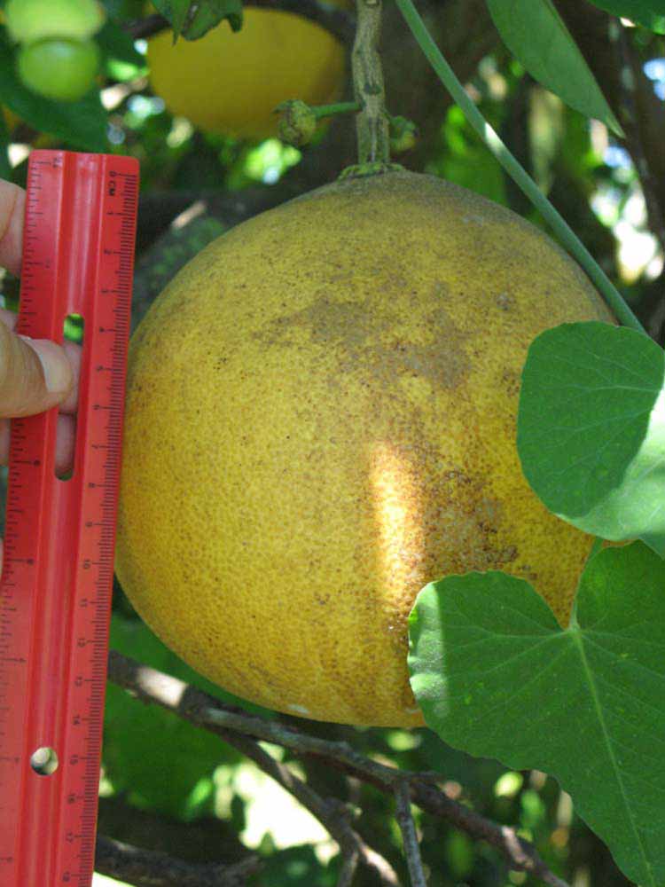            Fruit (Winter Haven, FL)   